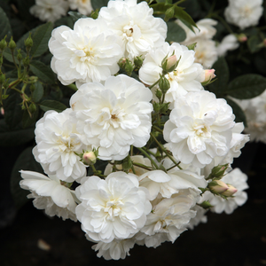 Biały  - angielska róża
